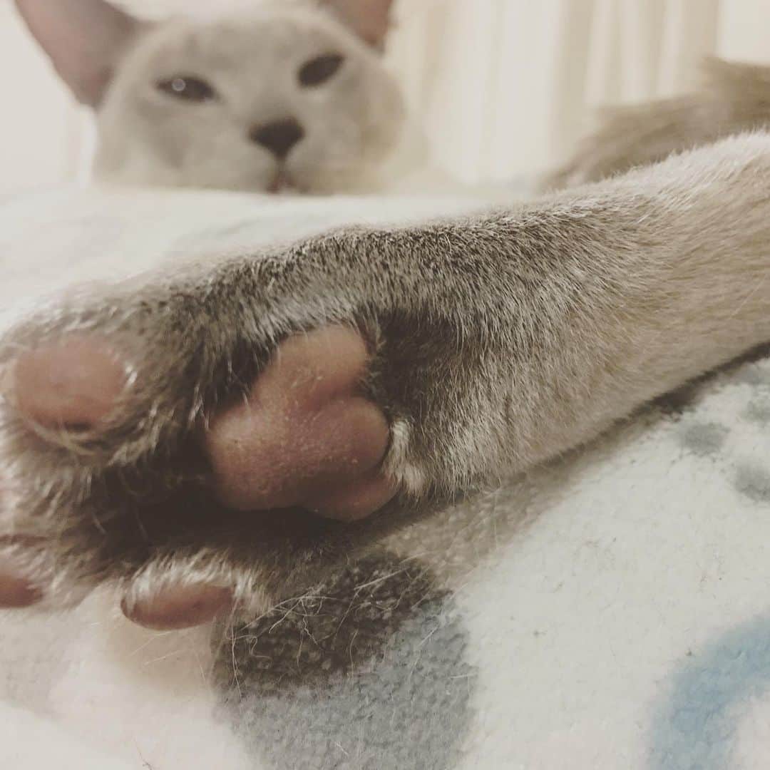 谷本貴義のインスタグラム：「とりあえず。  #ネコ部」