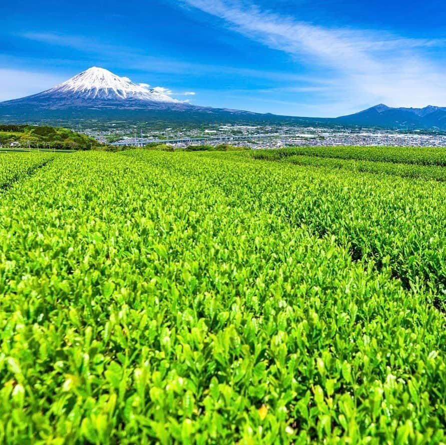 ANAさんのインスタグラム写真 - (ANAInstagram)「新緑のパワー﻿☘ ﻿ #茶畑 #新茶 #新緑 #青空 #澄み切った空 #爽やかな風 #鮮やかな緑 #旅に出るその日まで #今はおうちで過ごそう #おうちでタビキブン #癒し #ほっとひといき #静岡県 #富士山 #日本の心 #日本の風景  #風景 #風景写真好きな人と繋がりたい #teaplantation #mtfuji #japan #freshgreen #bluesky #clearsky #shizuoka #greentea #stayhome #japantrip #ana_jp ﻿ ﻿ 旅の思い出は「#anaタビキブン 」をつけて投稿してね☺️インスタやANAの各メディアでご紹介していきます✈️」5月11日 17時24分 - ana.japan