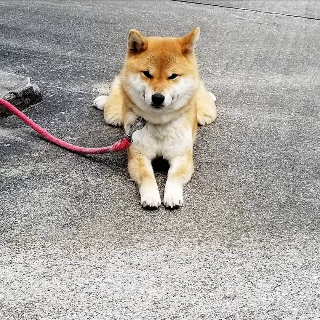 柴犬たま Shibainu Tamaのインスタグラム