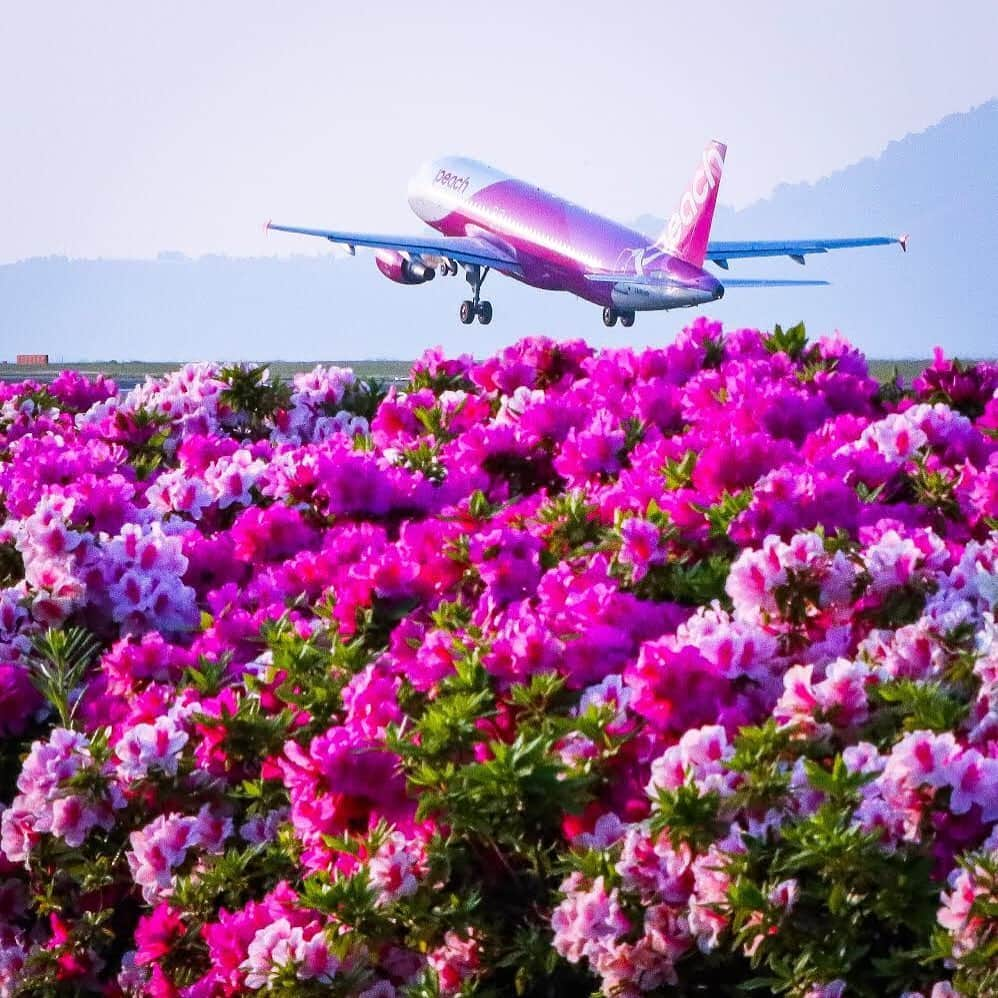 ピーチ・アビエーションさんのインスタグラム写真 - (ピーチ・アビエーションInstagram)「ツツジを背にテイクオフ✈️ . 春の陽気に包まれたツツジが、機体と同じ色に咲き揃いました✨ . リンクコーデが映えるベストショット📷 . . . . . . . . . . . . . . . . . . . . . . . . . . . . . . . . . . . . . Peachベストショットコンテスト2019 優秀賞 ▶Photo by @tokyo2020xx OOKINI!! . . . . . . . . . . . . . . . . . . . . . . . . . . . . . . . . . . . . . #Peachとツツジ　#Peachコーデ #フーシアピンク　#Peachカラー　#fly_peach #樂桃航空 #Peachベストショット2019 #peachaviation #飛行機 #飛行機写真 #airplane #LCC #松山空港」5月11日 17時34分 - flypeach