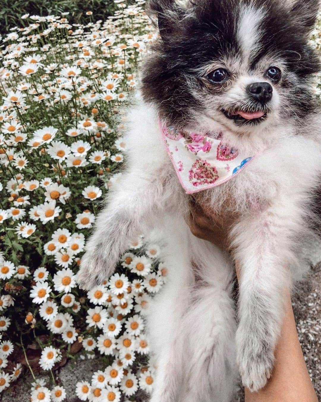 のインスタグラム：「お散歩中のひとこま。 かわいいお花と🌼 1分1分、一緒にするお散歩の時間が愛おしい。 今日も舌が出てる👅 .  #犬#ポメラニアン#ポメラニアンが世界一可愛い#ポメラニアン部#ポメ#いぬのいる暮らし」
