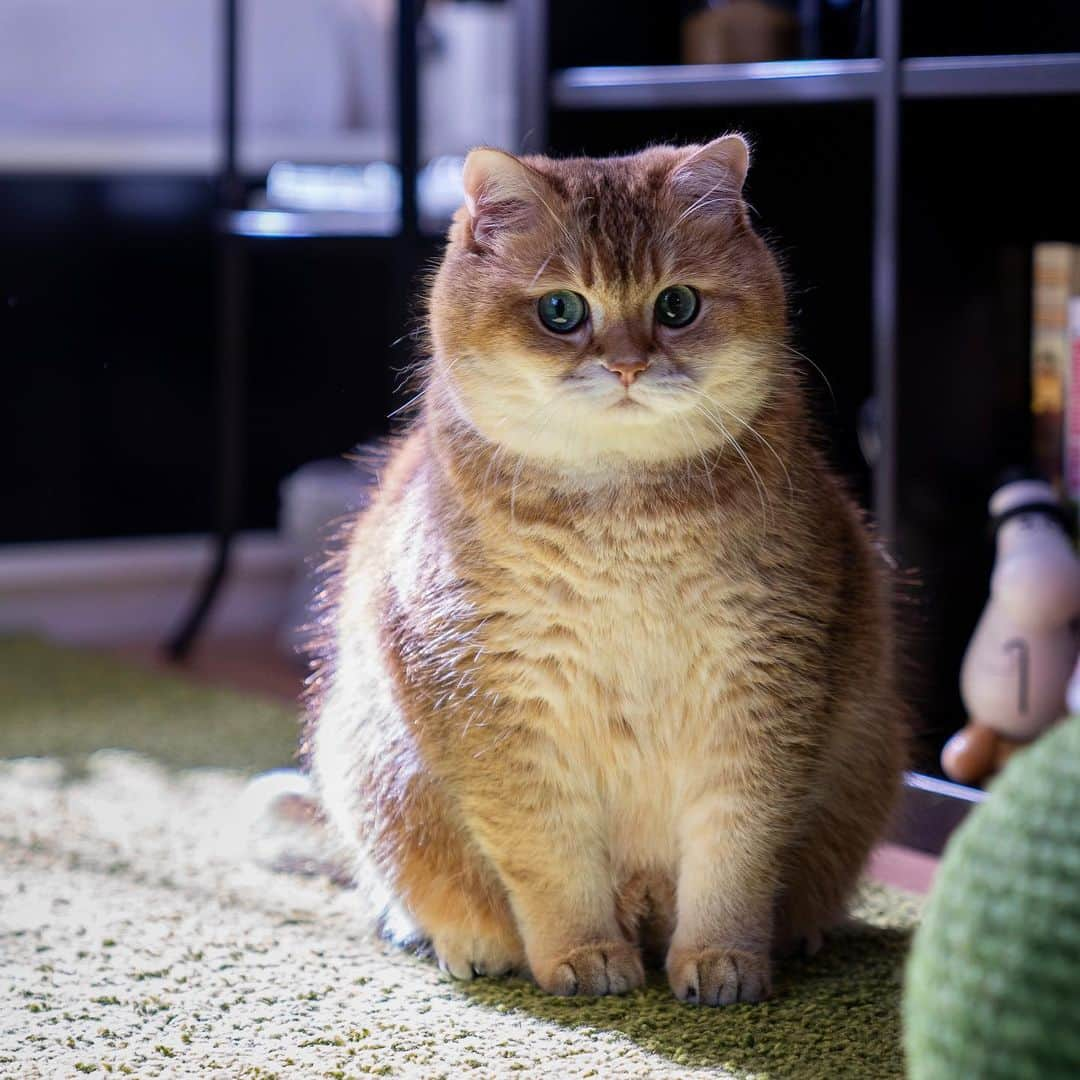 Hosicoさんのインスタグラム写真 - (HosicoInstagram)「So, where do we start this week? 🙄」5月11日 17時50分 - hosico_cat