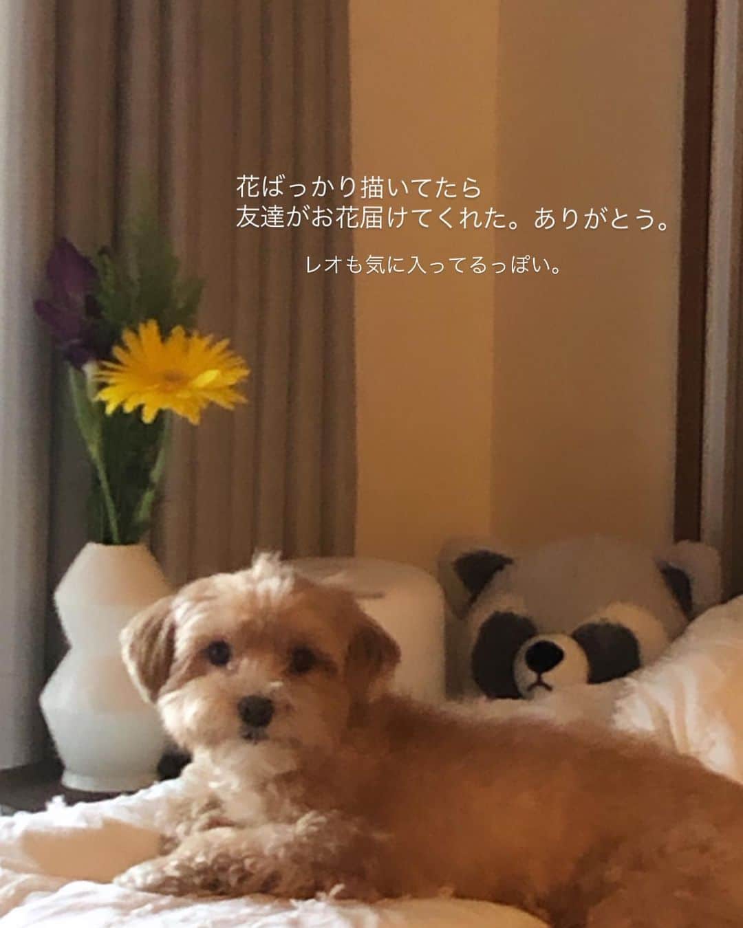 林田岬優さんのインスタグラム写真 - (林田岬優Instagram)「れおのすけくん」5月11日 18時43分 - miyu_hayashida