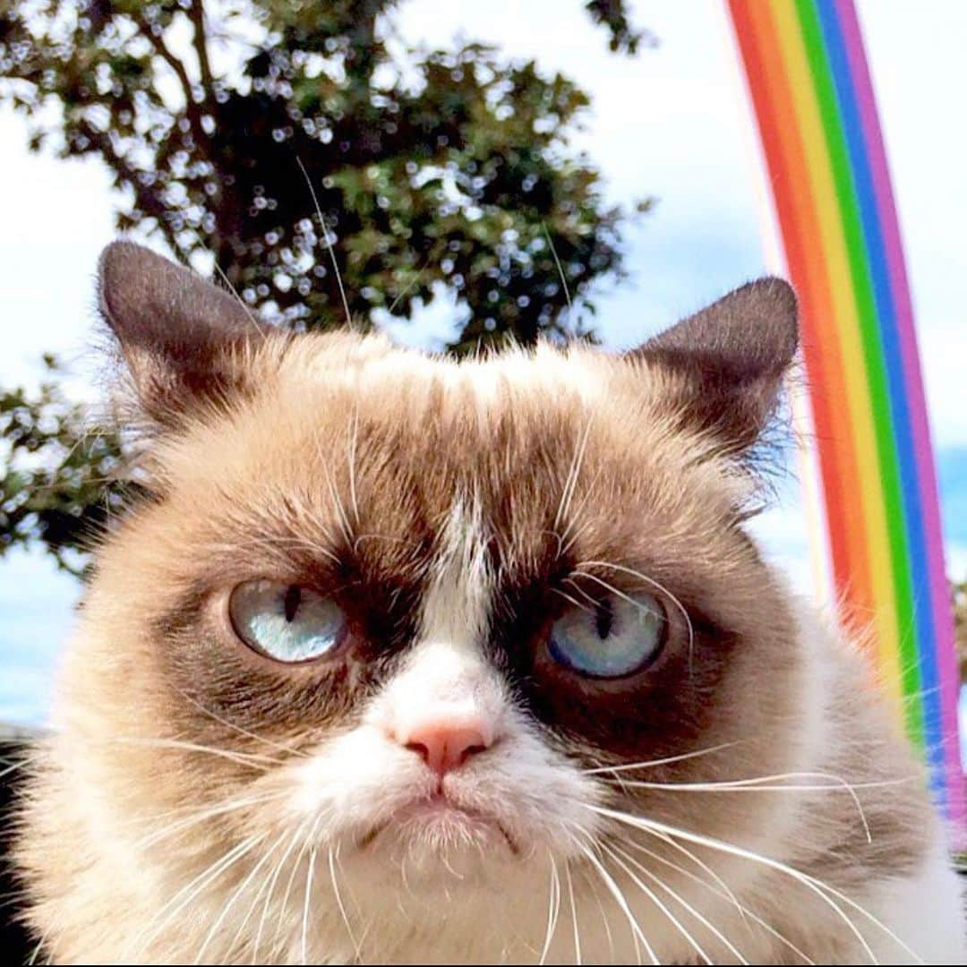 Grumpy Catさんのインスタグラム写真 - (Grumpy CatInstagram)「🌈 🌈」5月12日 5時03分 - realgrumpycat