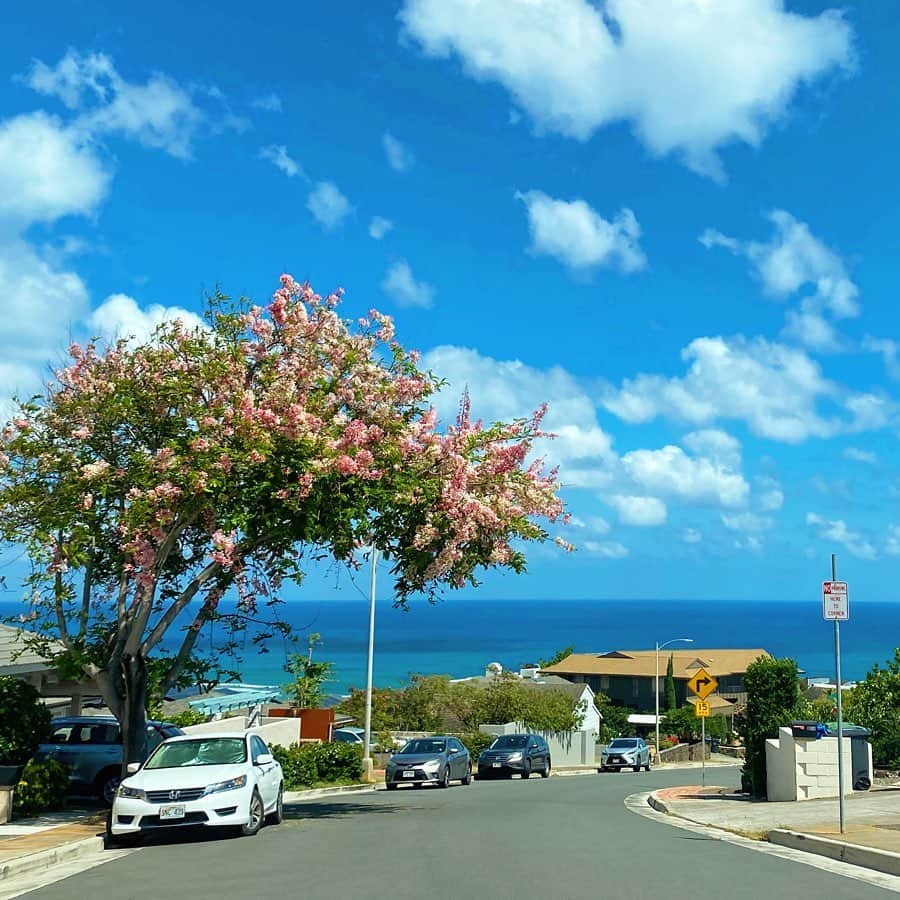 マキ・コニクソンさんのインスタグラム写真 - (マキ・コニクソンInstagram)「ハワイからおはよっ！😊 ハワイの桜(私が勝手にそう呼んでいます😁)がいい感じに咲いてきました。2枚目はお散歩の帰りに反対側から見たハワイの桜の写真です！1日も早くハワイも日本も元気になって皆んなにハワイに来て欲しいなぁ。私は人恋しい。さみちーのよ。😢 さて今日のMaki’s English Lessonは！ would like to 〜 “〜したいです” want to (wanna)〜”したい”の丁寧形です。 toの後は動詞の原型を入れて下さい！ 例文は！🤞🏼 I would (I’d)like to go to Hawaii with you. “あなたとハワイに行きたいです” She would like to talk to you. “彼女はあなたと話したいです” He would like to hang out with you. “彼はあなたとつるみたい/遊びたいです” hang out”つるむ/遊ぶ”はネイディブが良く使う言葉です！☝🏼覚えましょう！ I would ( I’d) like to use the bathroom. “お手洗いを使いたいです” 応用！☝🏼 I’d like to have 〜 “〜が欲しいです” “〜を頂きたいです” と言う意味で何かをオーダーする時とか物を購入する時に良く使います！ I’d like to have one Loco Moco and two açaí bowls. “ロコモコ一つにアサイボウルを二つ欲しいです/頂きたいです”になります。 前にお勉強した May I have 〜”〜頂けますか？”と同じ意味の丁寧形です。例文は！☝🏼 I’d like to have a Japanese menu, please. “日本語のメニューが欲しいです” May I have a Japanese menu, please? “日本語のメニューを頂けますか？”となります。どちらの構文もよく使います！ 応用！☝🏼 I would love to と言うフレーズです！ よく使うので丸暗記しましょう！ デートに誘われたり〜に招待された時に”喜んで！とか”是非！”と言う意味です！ 文にloveが入ってるから可愛いく聞こえますね！覚えちゃいましょう！ 長い文でも使えますよ！ I would love to talk to you. “是非あなたと話したいです” I would love to keep in touch with you. “是非あなたと連絡を取り合いたいです”と言う意味です！ would like to”〜したいです”より would love toの方が”是非〜したい”と自分が喜んです〜したいと言う意味合いです！ そして状況によってwant to〜かwould like to〜, would love to〜を使い分けてみましよう！英会話は話せた者勝ちです。小さなミスを恐れないでくださいね。あと話すときに文法や意味に捉われすぎない様に！あまり考え過ぎちゃうと話せなくなっちゃいます！まずは話せるようになる事！それから細かい詰めをして行きましょう！😊✌🏼 今日もお互いStay Safe and Healthy でね！ #エアハワイ🌺  #makisenglishlesson」5月12日 5時45分 - makikonikson