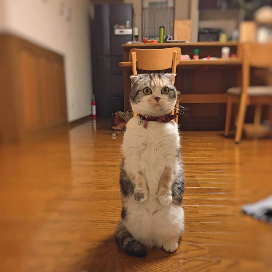 takegaeruのインスタグラム：「なんと まりんが おきあがり なかまに なりたそうに こちらをみている！ なかまにしてあげますか？  #cat #scottishfold #猫 #スコティッシュフォールド #三毛スコ友の会」