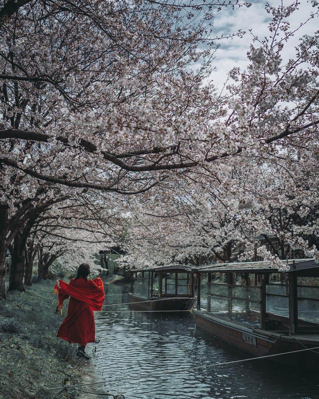 wacameraのインスタグラム：「I hope to see you next year. 来年はこんな景色が思う存分楽しめることを願って。大阪は既に初夏であります。」