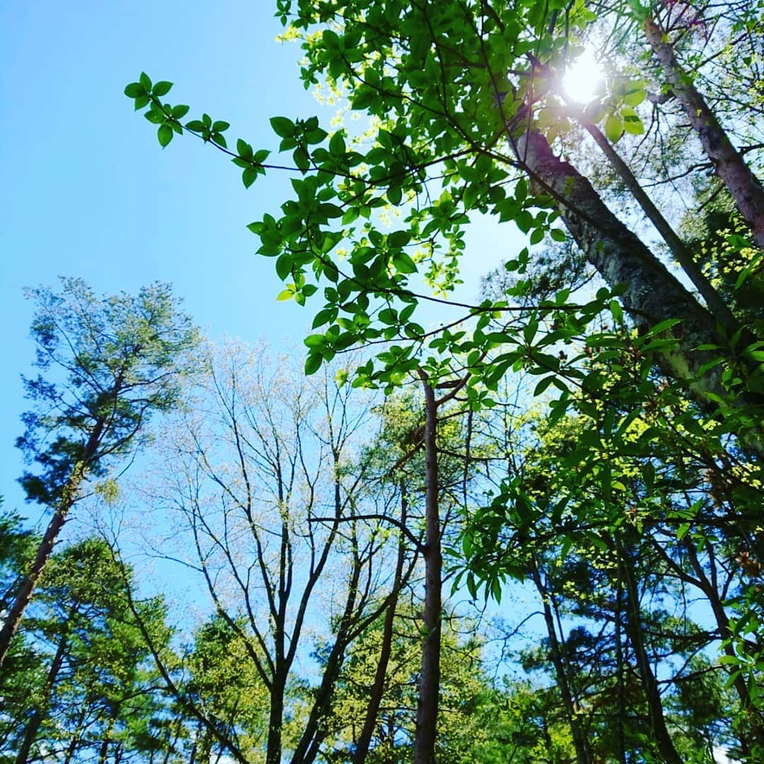 富永美樹さんのインスタグラム写真 - (富永美樹Instagram)「#富士山の森  ではようやく楓の葉っぱが開き始めました😊今日は#太陽ジリジリ  暑かった😅今夜は#麻婆豆腐 だったのですがふと冷蔵庫に少し残った#ニラ が気になってしまい「有りか無しか…」迷った挙げ句「えいっ」と刻んで入れてしまいました…なので#ニラ入り麻婆豆腐  結論としては「無くはない…」でも#餃子みたいな味の麻婆豆腐 でした笑 昨日は#赤ワイン余りすぎて #鶏肉赤ワイン煮込み 明日も頑張りましょう😊」5月11日 21時23分 - miki.tominaga.official