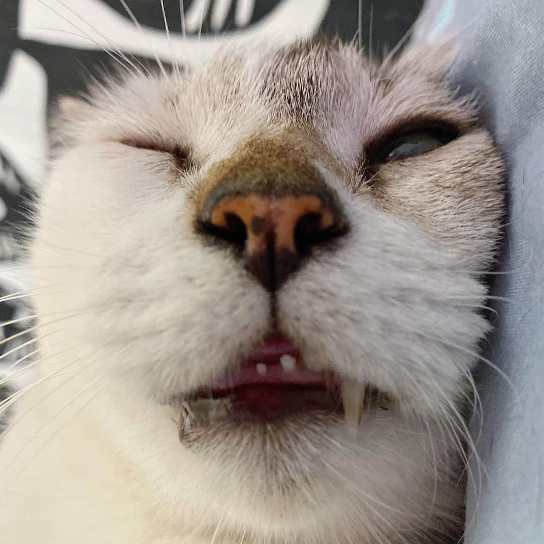 SQUAD CATS +65さんのインスタグラム写真 - (SQUAD CATS +65Instagram)「I woke up like diz... 😂 Anyone else? Tag someone you know who is not a morning person! 󠀠 󠀠 󠀠 #cora13cats #🐱squad #selfie #scottishfold #derp #adoptdontshop #cat #catsofsingapore #gato #kucing #แมว #ネコ #고양이 #catsofinstagram #instagramcats #catsofig #catstagram #catsagram #instacat #catoftheday #cutecat #catlover #funnycats #catfeatures #animals #animalsofinstagram #animallovers #petstagram #cats_of_world #photooftheday」5月11日 21時24分 - cora13cats