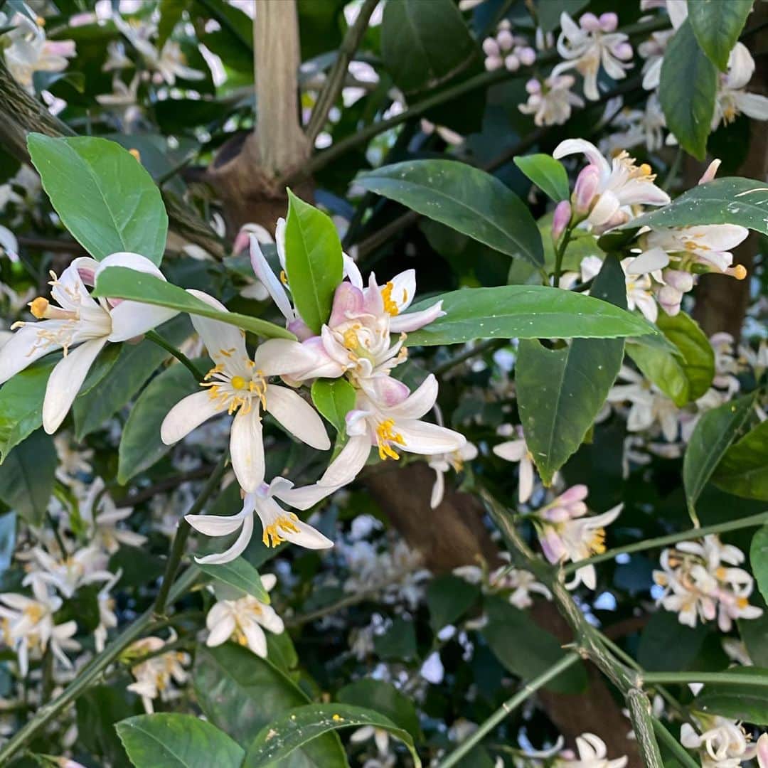 奥田恵梨華さんのインスタグラム写真 - (奥田恵梨華Instagram)「もう本当に狂おしい程に5月の香りが好きなんですが、今日またいい香りがしてきて吸い寄せられたよ。レモンか何らかの柑橘系の花だと思うんだけど。ジャスミンや沈丁花のように甘い香り。 5月の香りは幸せすぎる。 #レモンの花」5月11日 21時25分 - erikaokuda_official