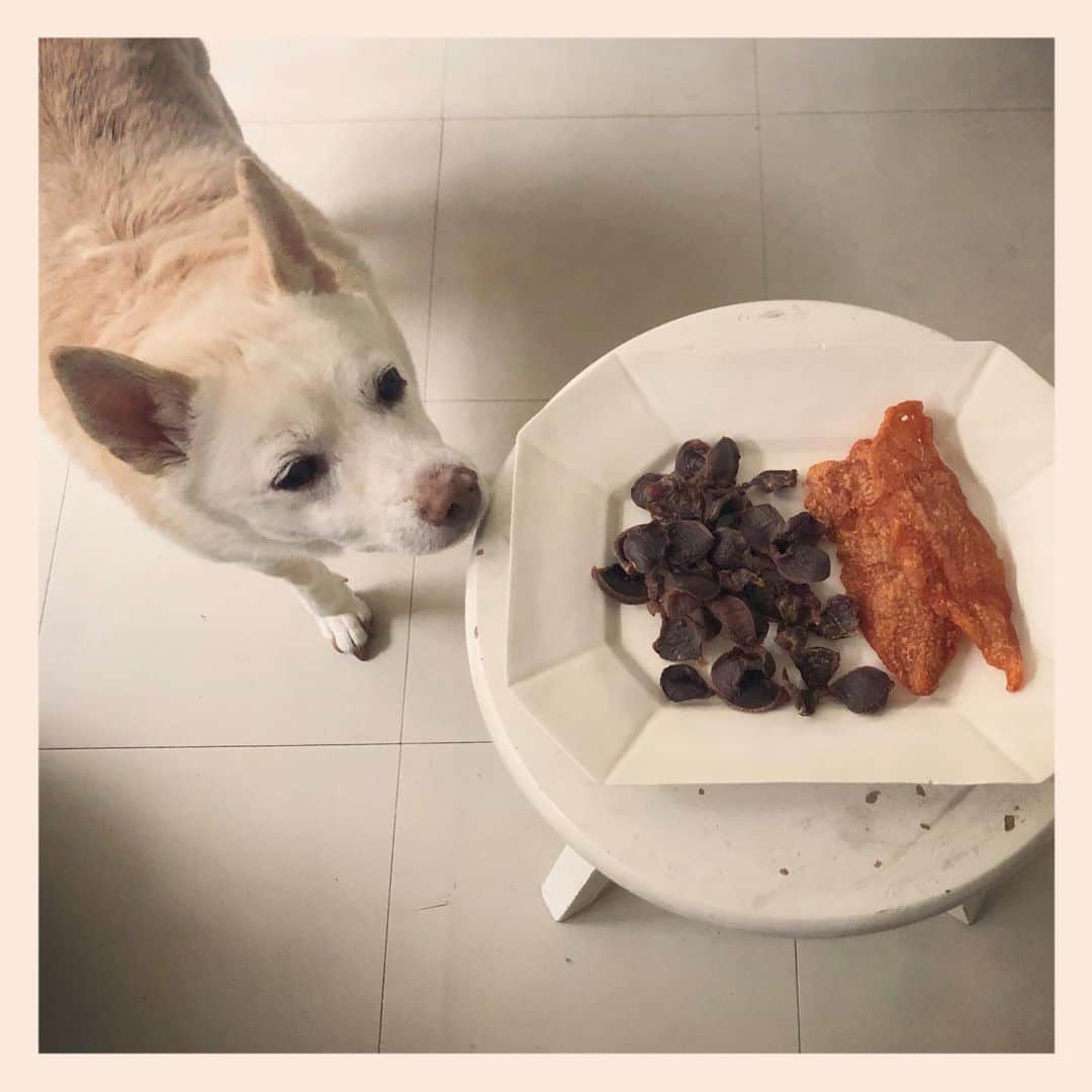 パンといっぴきのインスタグラム：「犬や猫などのペットの情報サイト『sippo』で、手作り犬おやつの連載（全6回）が始まりました！第一回目はジャーキーを紹介しています。キップルも大喜びのおやつです。  https://sippo.asahi.com/article/13355461  #犬おやつ　#sippo #元保護犬　#雑種犬」