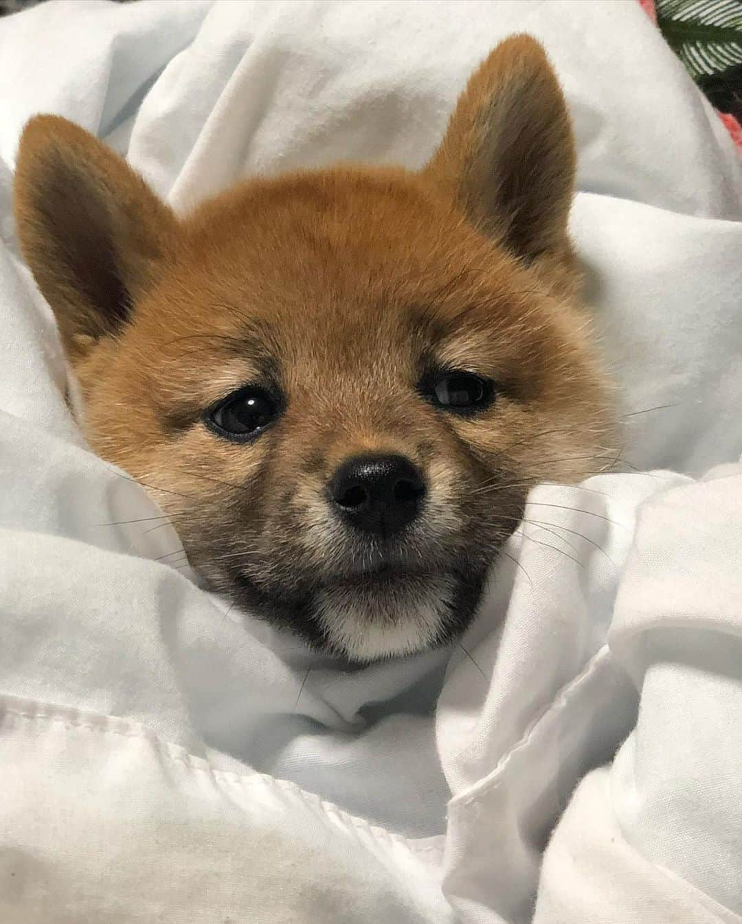 shibainu berryさんのインスタグラム写真 - (shibainu berryInstagram)「#throwbackbabymukumin #パピむく 悪すぎて捕獲されるパピむく🦊 ・ 20時に散歩に出て帰宅したのが22時前… クーラーで体力つけやがった😦😨 今からご飯食べるのも面倒くさい もう寝たい 殺される… 🐻と🦊に殺される… 涼しくなってから散歩に行こう、という気遣いがあかんかった‼️ こんな気遣いいらんかった🤮🤮 #❤️迷子犬の掲示板スタッフ @maigo_dog  #❤️迷子犬の掲示板四国 @maigo_dog_shikoku #めざせ迷子犬ゼロ👌 #柴犬 #べりやん #べりむく #多頭飼い #berry #shiba #shibainu  #shibainumania #shibastagram #instashiba #ぷにっと部 #口角キュキュッと部  #チーム俺様 →部員絶賛募集中 #shiba_snap #proudshibas #west_dog_japan #サンデイ #instagramjapan #ふわもこ部 #pecoいぬ部 #pecotv #buzzfeedanimals #dogsofinstagram #dogsofinstaworld #9gag」5月11日 22時07分 - shibainu.berry