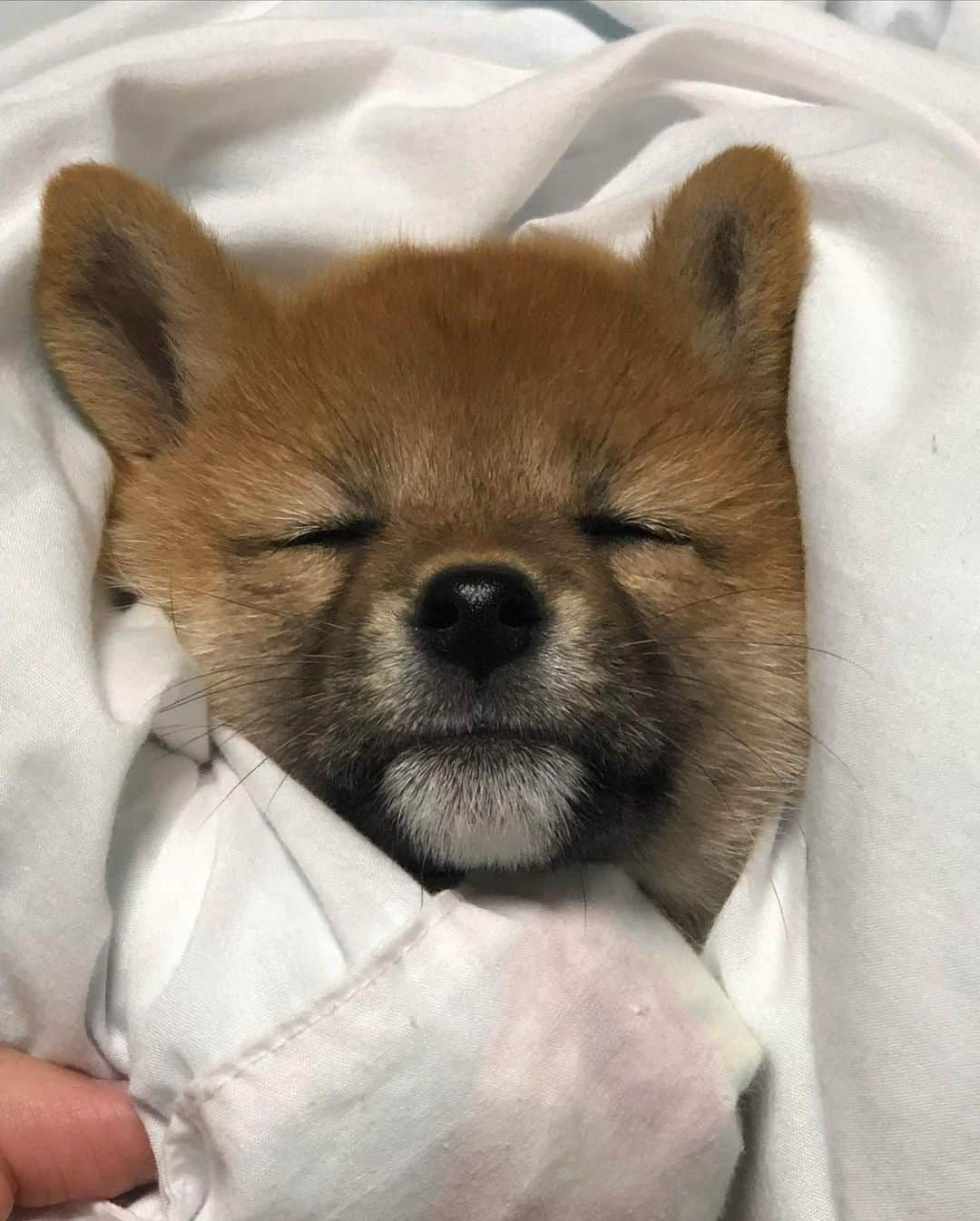 shibainu berryさんのインスタグラム写真 - (shibainu berryInstagram)「#throwbackbabymukumin #パピむく 悪すぎて捕獲されるパピむく🦊 ・ 20時に散歩に出て帰宅したのが22時前… クーラーで体力つけやがった😦😨 今からご飯食べるのも面倒くさい もう寝たい 殺される… 🐻と🦊に殺される… 涼しくなってから散歩に行こう、という気遣いがあかんかった‼️ こんな気遣いいらんかった🤮🤮 #❤️迷子犬の掲示板スタッフ @maigo_dog  #❤️迷子犬の掲示板四国 @maigo_dog_shikoku #めざせ迷子犬ゼロ👌 #柴犬 #べりやん #べりむく #多頭飼い #berry #shiba #shibainu  #shibainumania #shibastagram #instashiba #ぷにっと部 #口角キュキュッと部  #チーム俺様 →部員絶賛募集中 #shiba_snap #proudshibas #west_dog_japan #サンデイ #instagramjapan #ふわもこ部 #pecoいぬ部 #pecotv #buzzfeedanimals #dogsofinstagram #dogsofinstaworld #9gag」5月11日 22時07分 - shibainu.berry