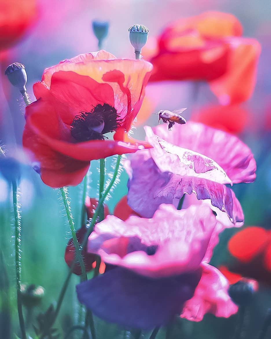 メグのん♡ A k i k oのインスタグラム：「♡The color of flowers ... the shadow of clouds ... and that nostalgic memory... . . . 奇跡のマニュアルフォーカス🐝 . . . ♡ 2019年のポピー畑。 蜜蜂を追いかけて半日、 やっと合ったピントに泣いたあの日🤣」