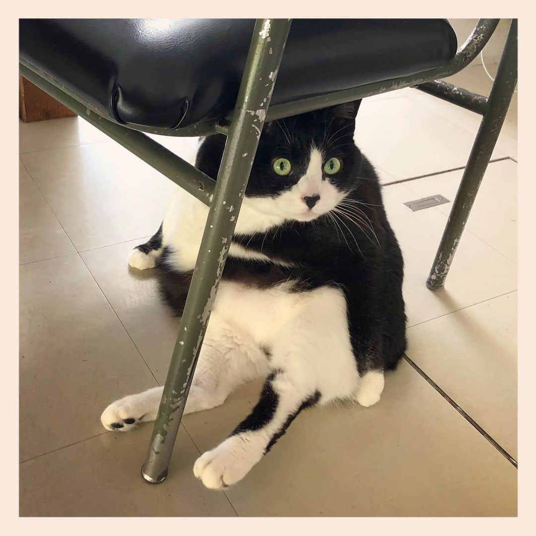 パンといっぴきのインスタグラム：「#元保護猫 #ハチワレ #白黒猫 #blackandwhitecat #tuxedocat」