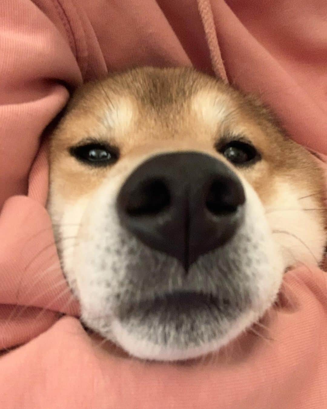 ?Fricko the Shiba Inu?のインスタグラム：「When will hooman go back to work ??? Too many kisses and cuddles , I’ve had enough 😫 🐾 🐾 🐾 #Fricko #🐶 #☀️ #shiba #shibainu #dog #柴犬 #赤柴  #adorable #shibalovers #shibaholics  #dogoftheday  #weeklyfluff #aww #dogstagram  #dogscorner #puppiesofinstagram #shibapuppy」