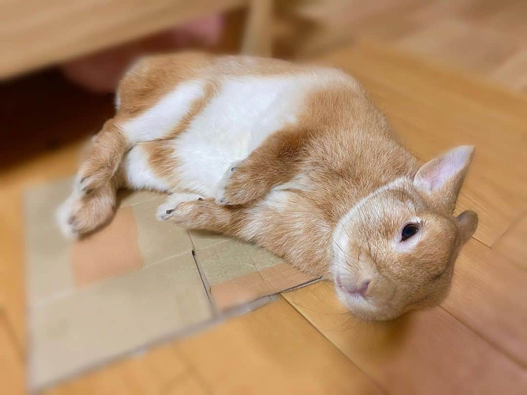 ラン?さんのインスタグラム写真 - (ラン?Instagram)「このダンボール、気に入ってるらしい♡⊂⌒っ´ω`)っ ☆ 最近ずっと使ってるんだよね😊 なんでだろ(*´ｰ`*) ☆  #うさぎ #ネザーランドドワーフ #rabbit #bunny #bunnystagram  #rabbitstagram  #cute  #かわいい #ふわもこ部  #もふもふ  #zip写真部  #アニマル写真部 #instagramjapan #netherlanddwarf #うさぎと暮らす  #うさぎのいる暮らし #癒し #kawaii #ランちゃん  2020.05.11」5月11日 23時28分 - mofumofuusako