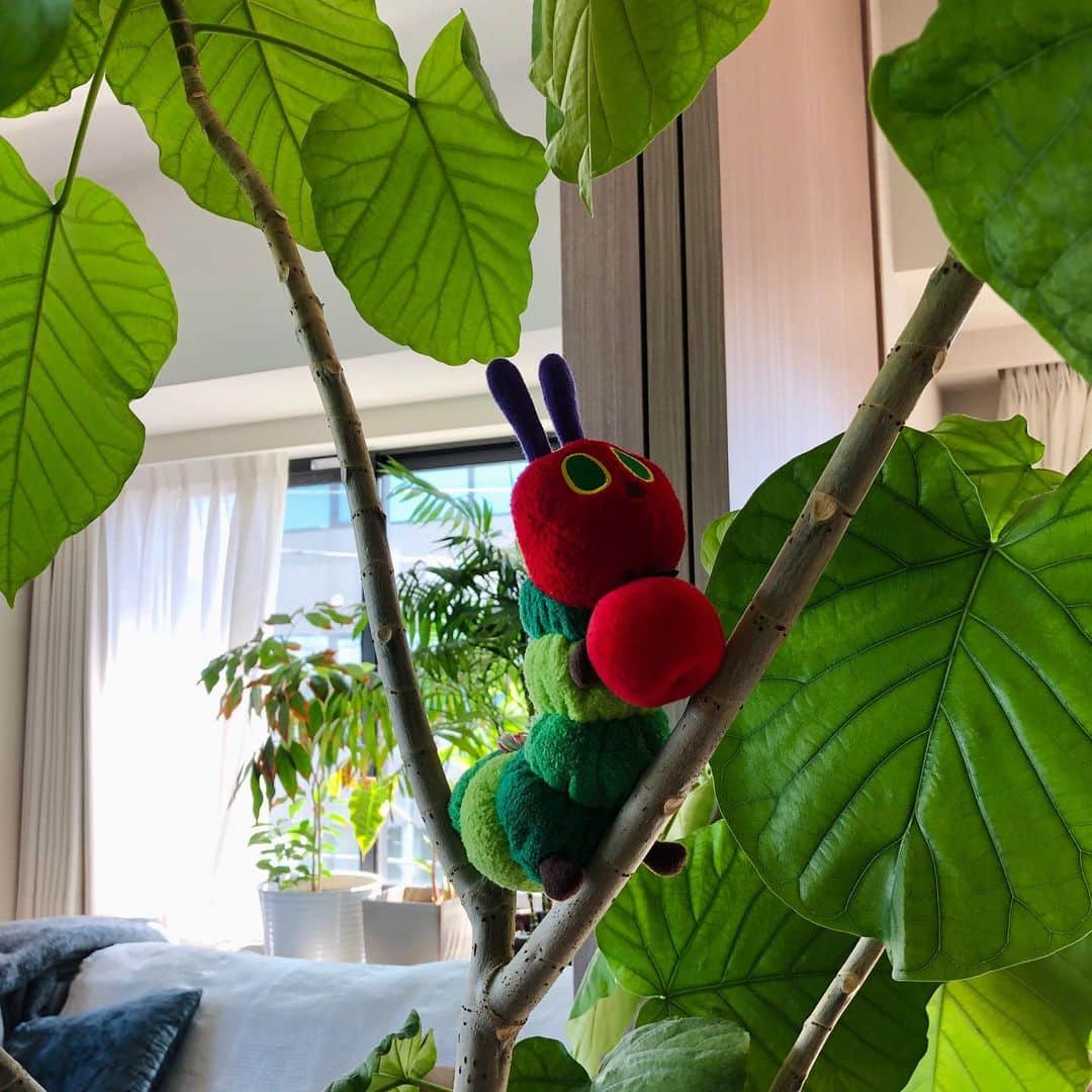 池田有希子のインスタグラム：「はらぺこ氏の適材適所  #theveryhungrycaterpillar #therightbugintherightplace」