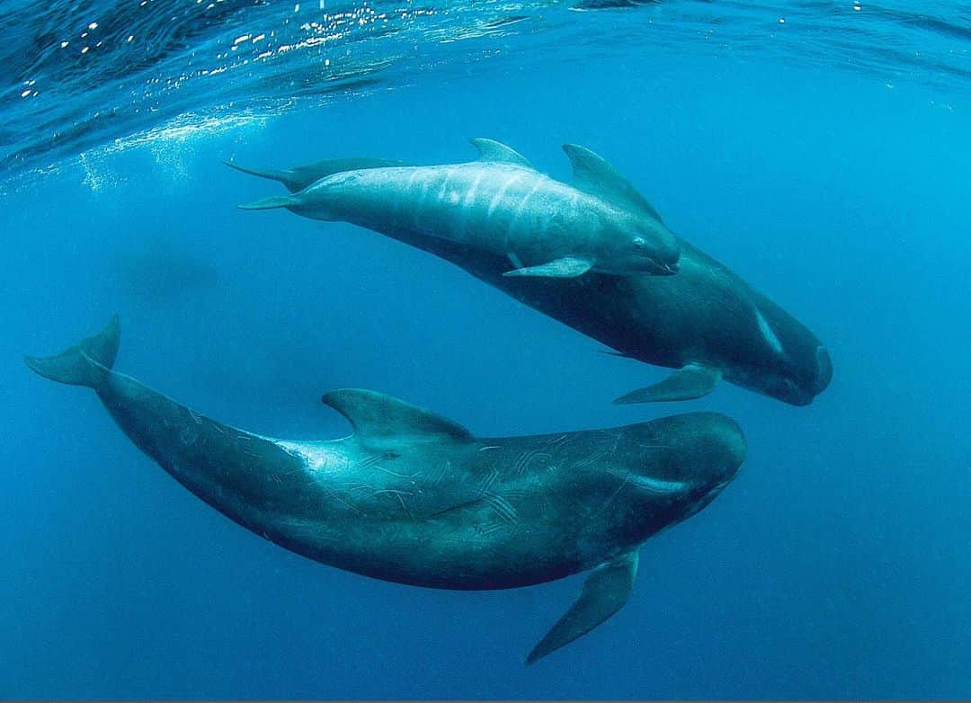 Thomas Peschakのインスタグラム：「A rare encounter with pilot whales in the pelagic realm far offshore from Cape Town. This pod was surprisingly inquisitive and they stayed around for more than 10 minutes. One of the females had a young calf swimming beside her and was especially curious. The big males can be up to 7m (21 feet) and can be a bit intimidating. #southafrica #whales」