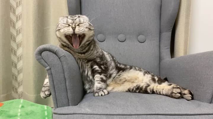 Shishi-maruのインスタグラム：「🐱Sleep tight.﻿ 🐱おやすみなさい﻿ ーーーーーーーーーーーーー﻿ 🌺「渋ネコ ししまるさん」ねこのきもちWEB MAGAZINE にて毎週金曜日エッセイの連載中﻿ ーーーーーーーーーーー﻿ 📕「ぷっちねこ。」「3匹のちいさな猫を召喚できたなら」「ちいさな猫を召喚できたなら」徳間書店より単行本発売中﻿ ーーーーーーーーーーー﻿ ⭐︎ねこ漫画→@tacos_cat﻿ 🌺Twitter →@taco_emonemon﻿ ーーーーーーーーーーー」