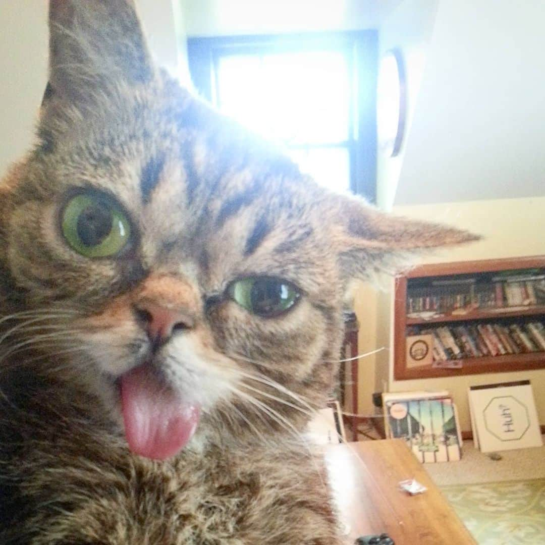 Lil BUBさんのインスタグラム写真 - (Lil BUBInstagram)「Party on BUB」5月12日 2時29分 - iamlilbub