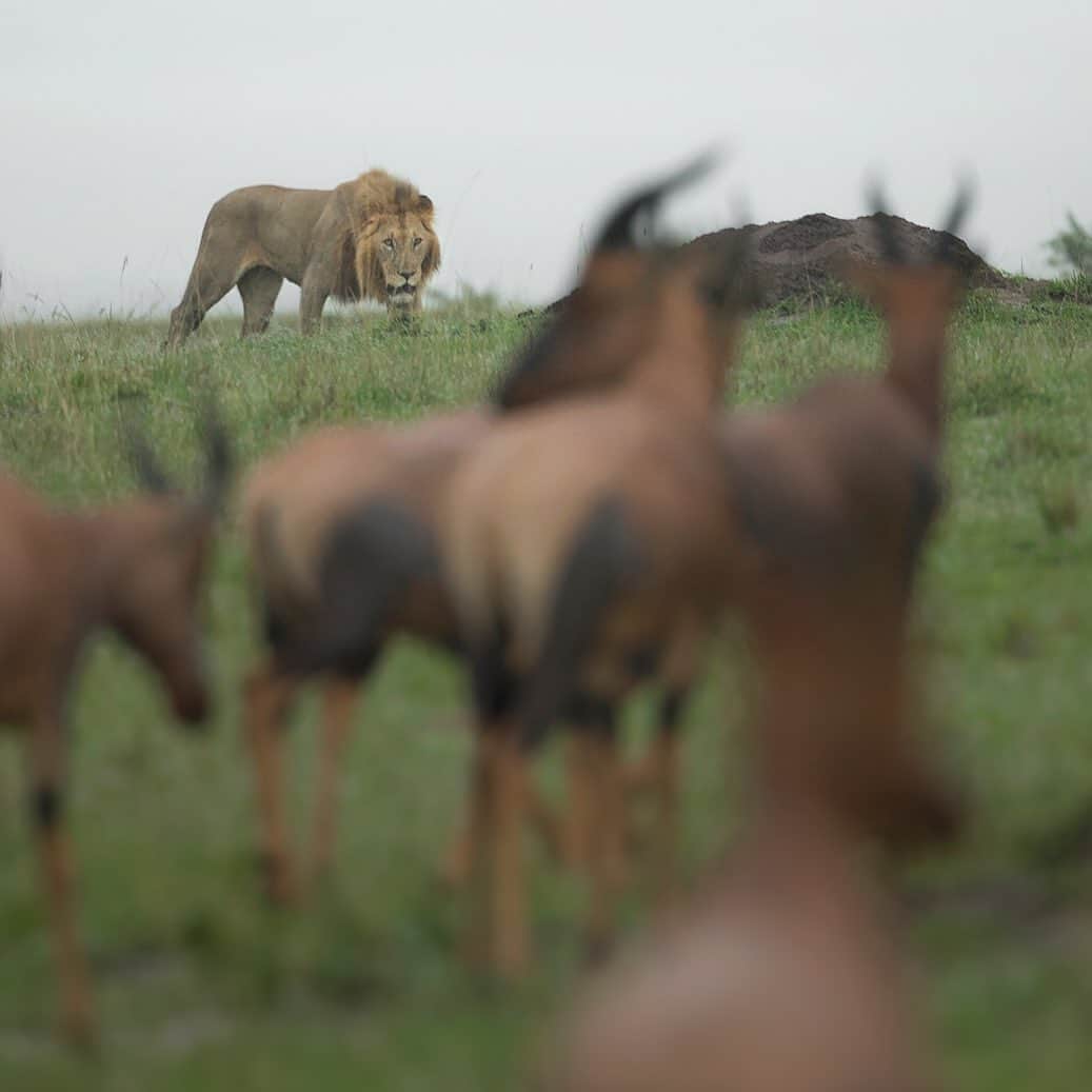 Chase Dekker Wild-Life Imagesのインスタグラム：「An alert and nervous herd of topi bunch up and watch a male lion as he walks on by. In parks like the Masai Mara, the density of wildlife is so great that it is extremely common to see predator and prey within close range, even though the former may not actually be interesting in hunting. While this lion had no intention on hunting and was on his way to regroup with the rest of his pride, the topi always have to watch their back as the pride will surely be hungry again soon.」
