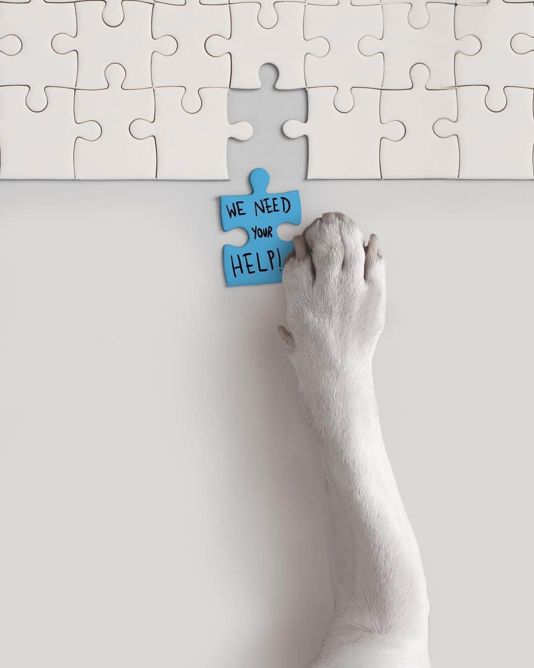 ラファエルのインスタグラム：「Hi everyone. We are producing a documentary about AUTISM SPECTRUM and I would love to interview you and listen your stories if you are in the spectrum or live with someone on it. If you are comfortable with that please DM me (or simply share it with someone you think worth it)🧩💙 . . Falae pessoal. Estamos produzindo um documentario sobre o ESPECTRO AUTISTA e eu adoraria te estrevistar e ouvir suas historias , caso esteja dentro do espectro ou conviva com alguem autista. Caso se sinta confortavel em gravar uma entrevista, me envie uma DM (ou compartilhe por favor este post com alguem que vc acha que possa se interessar) 🧩💙」