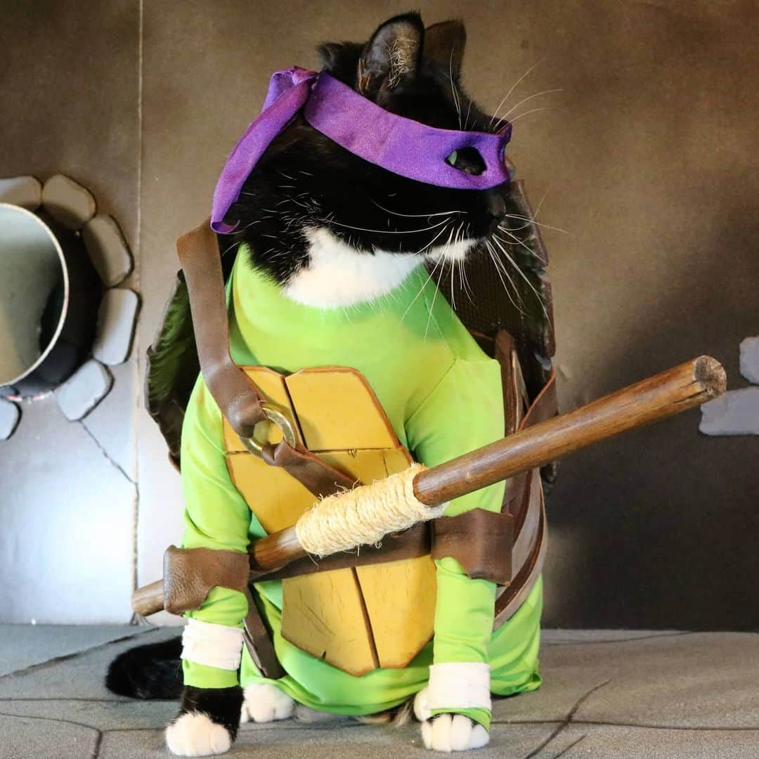 猫コスプレさんのインスタグラム写真 - (猫コスプレInstagram)「What's your favorite pizza topping? Fawkes' is whatever falls off our plate first.  #TMNT #teenagemutantninjaturtles . . . . . . . . . #teenagemutantninjaturtlescosplay #tmntcosplay #donatello #tmntdonnie #catcosplay #cosplay #cosplayer #cat #catcostume #catsinclothes #catsofinstagram #catstagram #petclothes #PetCostume #tmntmemes #humor #nickelodeon」5月12日 2時42分 - cat_cosplay