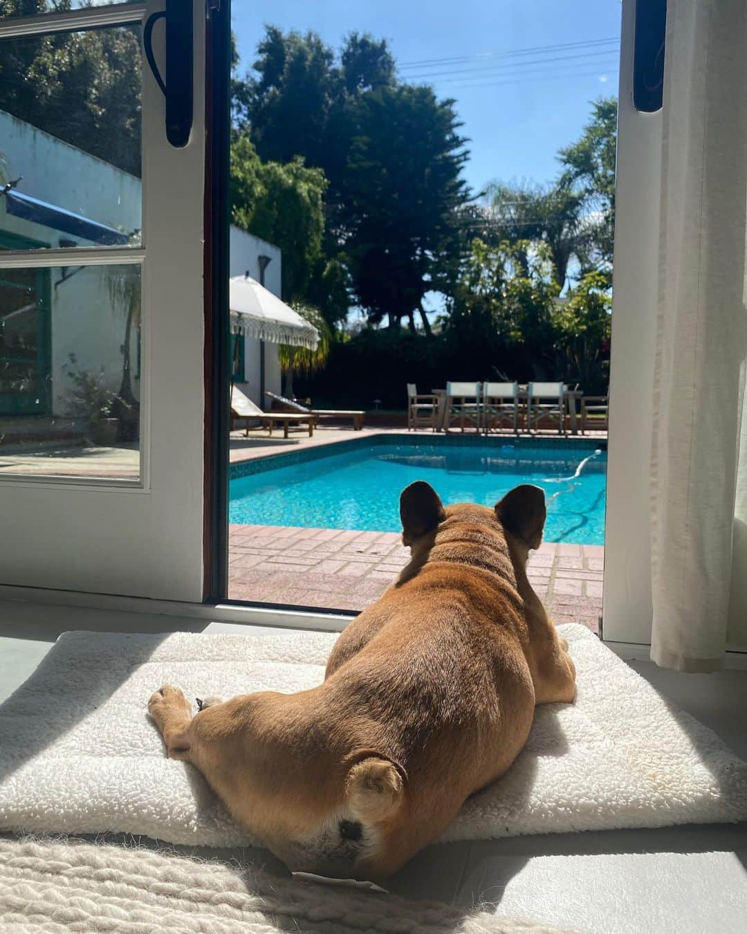 ケイティ・ロッツさんのインスタグラム写真 - (ケイティ・ロッツInstagram)「Beezlee thinks poolside #bööty shots get more followers. I told him it’s not on brand, but if you got it flaunt it🤷‍♀️」5月12日 4時01分 - caitylotz