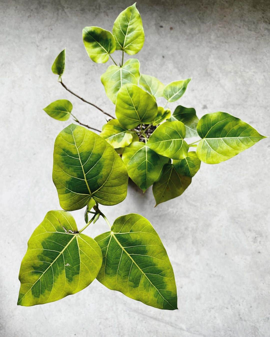 鄭碧瑩のインスタグラム：「My first and only ficus. Making it count. . . . #plantstagram #plantsofinstagram #houseplants #plantsmakepeoplehappy #botanical #instaplants #plants #foliage #leaf #plantflife #springintoplants #plantlady #plantpotters #crazyplantlady #houseplantclub #helloplantlover #plantshelfie #houseplantsofinstagram #houseofplantlovers #junglecollective #vsco #vscogram #vscocam #vscogrid #vscoplants #balconygarden #ficusreligiosa #ficusreligiosavariegata」