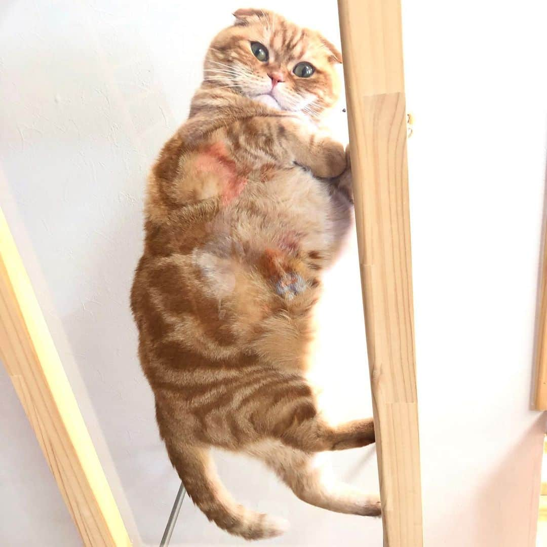 Chiyomame ちよまめさんのインスタグラム写真 - (Chiyomame ちよまめInstagram)「もな君のうらがわ🐾 . . . #catwalk #キャットウォーク #猫の裏側 #肉球 #🐾 #スコティッシュフォールド#ScottishFold #adorable #thedailykitten#猫 #heavyrain#Excellent_Kittens#catsofinstagram#kitten #kitty #kawaii#ScottishFold_monaka #scottishfoldkitten#Excellent_Kittens#cutepetclub#まん丸ねこ部#ScottishFold_Ｍonaka#むちむち#ぺこねこ部 #みんなのねこ部 #まんまるのうらがわ#catsonglass #catsonglasstables」5月12日 14時07分 - chiyo.mame