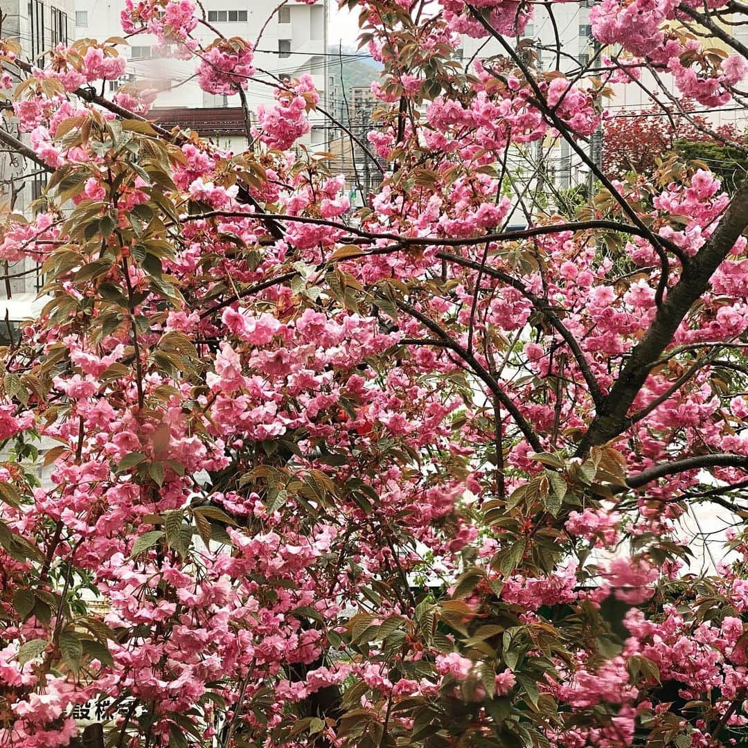 廣岡俊光さんのインスタグラム写真 - (廣岡俊光Instagram)「. 花の開き具合を感じられる毎日。  #stayhome #おうち時間 #花のある暮らし」5月12日 14時39分 - uhb_hirooka