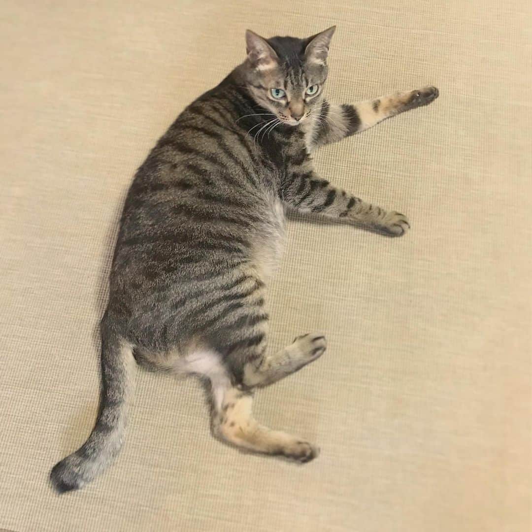小嶋晶子のインスタグラム：「It is getting hotter day by day.🐈🐾 #cat #cats #browntabby #catsofinstagram #catstagram #neko #nekostagram #ねこ #ねこ部 #ねこすたぐらむ #きじとら #きじとらねこ #きじとら女子 #きじとら部 #ネコ #ネコ部  #キジトラ #キジトラネコ #キジトラ部 #かぎしっぽ #かぎしっぽ猫部 #カギしっぽ #カギしっぽ猫 #お腹ハゲてる #足の裏もハゲてる #stayathome #stayhome #家にいよう」