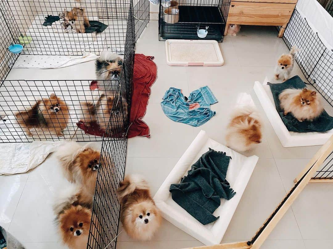 r_oseのインスタグラム：「Quarantine squad 🐨🐰🦁🐻🦊🐹🐶🐭🐯〰️」