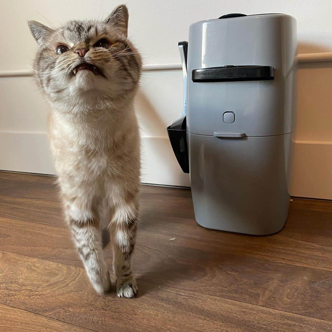 Lokiさんのインスタグラム写真 - (LokiInstagram)「Like many of you, I’ve been spending more time at home with Loki-which is wonderful! However, this means I am more aware of that cat litter and clean up smell. Which is why my Litter Genie Plus has been not so much a luxury but a necessity! Cleaning up after Loki is simple and there is less cat litter smell. You can also sign up to Subscribe and Save on Litter Genie Refills and remove the hassle out of remembering to reorder. Use Code 3LGPLOKI to get $3 off through Amazon on the Litter Genie Plus Pail and Code 3LGRLOKI for Litter Genie 4pk Refill. See link in bio! #ad」5月12日 6時34分 - loki_kitteh
