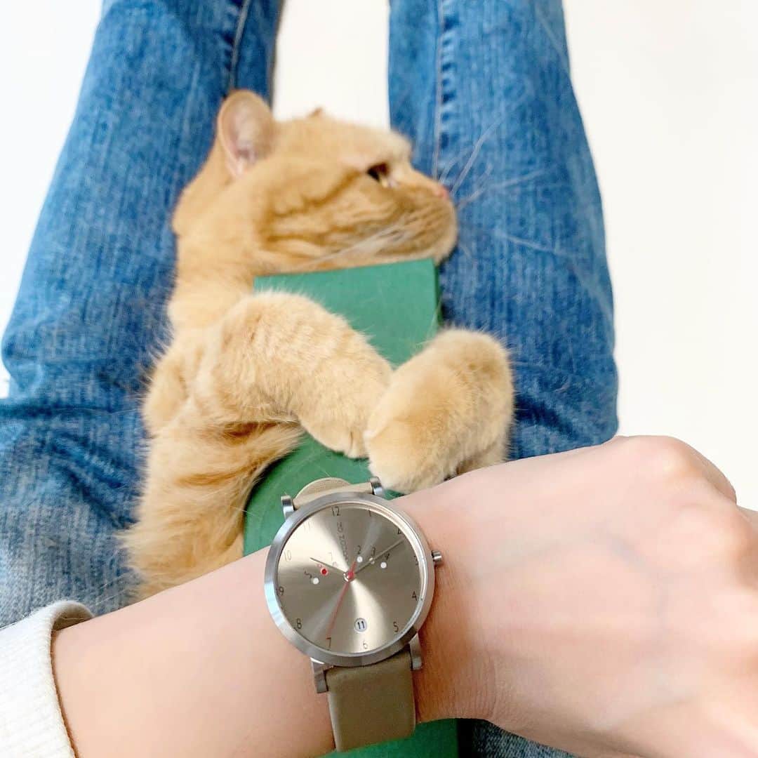 のインスタグラム：「new watch ＊ ＊ ゆっくりお家時間🏠 福ちゃんもお気に入り？😸 @nomonday_jp の腕時計⌚️ シンプルだけど存在感あるデザインが凄く素敵な時計です。 10%OFFクーポンコード→【miccieg】 是非お使い下さい。 ＊ ＊ ＊ #nomonday #ノーマンデー #腕時計 #時計 #手元倶楽部 #腕時計コーデ #腕時計くら部  #カジュアルコーデ #大人カジュアル #シンプルコーデ #大人ファッション #fashionista #fashiongram #instagood #instafashion #coodinate #watches #watch #instawatch #猫のいる暮らし #猫との暮らし #猫好きさんと繋がりたい #猫部 #にゃんこ」
