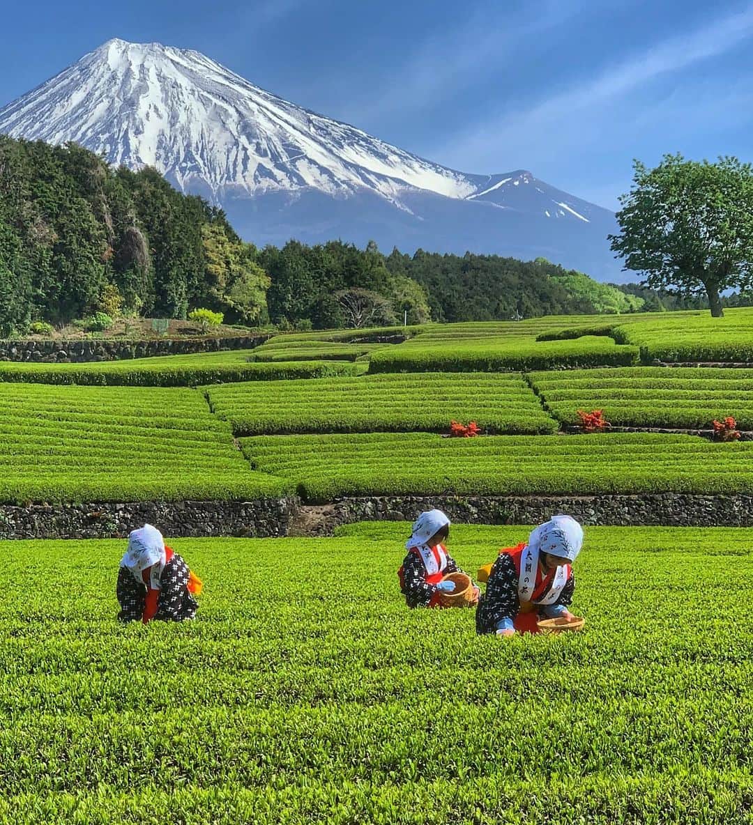phantastic420のインスタグラム：「. 🤩🤩“Shizuoka” prefecture in Japan is a place where you can see the most “phantastic” Mt. Fuji🗻 in the world.🤩 #富士山 #mtfuji #japan #shizuoka #fuji  #phantastic420photography #mostphantasticmtfuji #selamatpagi  #goodmorning  #おはようございます 😇😇😷😇😷😇😇🗻😇😇😷😇 これがなくなってしまったので今年はお茶を全然撮ってないなぁ〜」