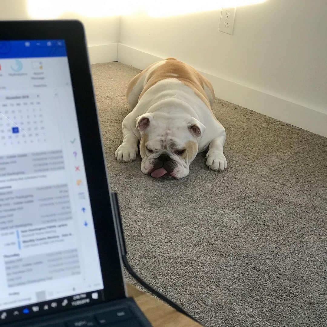Microsoftさんのインスタグラム写真 - (MicrosoftInstagram)「This is the content we all deserve. With many of us #WorkingFromHome, we asked coworkers to send pictures of the #PetFriends they're sharing their offices with. Leroy stole the show.」5月12日 7時57分 - microsoft