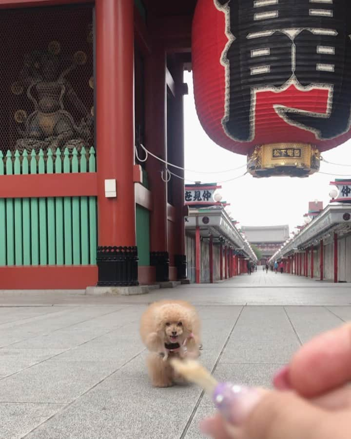 Toypoodle Mikuru?Asakusa Tokyoのインスタグラム