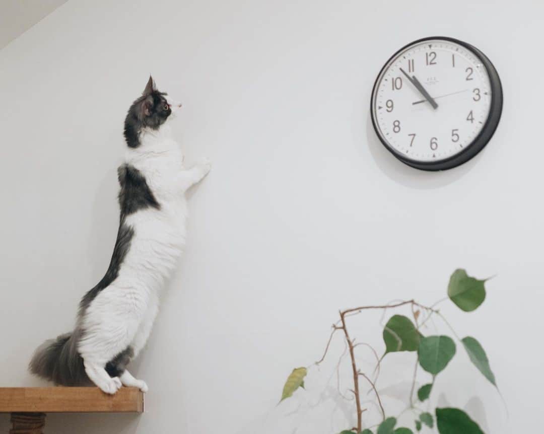 清水桜子さんのインスタグラム写真 - (清水桜子Instagram)「時計の秒針が気になって仕方ない @kote 家のまる。 先日無事に1歳になりました。 大きくなったね〜。特に身長が！」5月12日 8時16分 - sakuracos