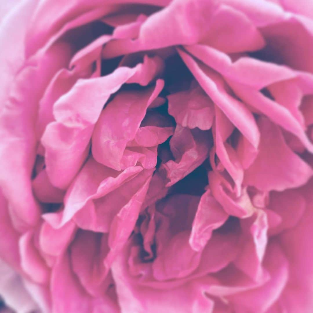 中野敬久さんのインスタグラム写真 - (中野敬久Instagram)「#flowers #flowersoflife #rose #red #blossom #hope」5月12日 8時35分 - hirohisanakano
