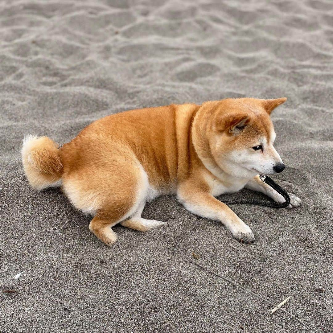 マル子さんのインスタグラム写真 - (マル子Instagram)「おはよー！  早朝散歩は細か〜い霧雨でした。  少し涼しくて嬉しい😆  身体につく砂は気になったりならなかったり😂  #検察庁法改正案に抗議します  #マル子  #あさんぽ」5月12日 8時56分 - tomikago