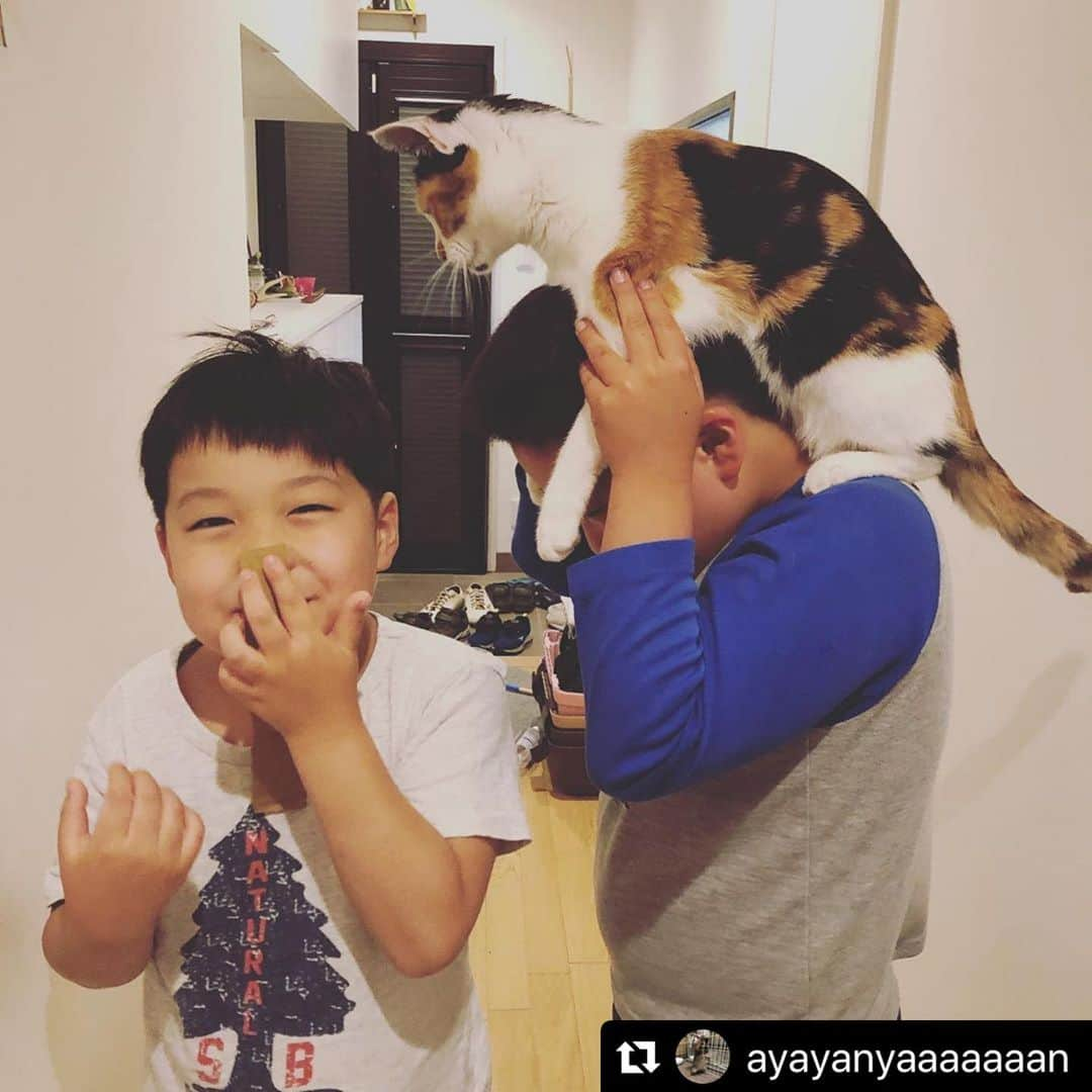 ねこさんのインスタグラム写真 - (ねこInstagram)「【#ねこは人を笑顔にする】❣️ 肩車ならぬ、ねこぐるま❣️😆👏🏻💕おててちゃんとフィットしてる〜❤️みんな可愛い〜😃❤️ @ayayanyaaaaaaan さん、ありがとう🌝👍 #Repost @ayayanyaaaaaaan with @make_repost ・・・ #ねこぐるま . . はるちんと蕨はいつもいっしょ😍 . . . #今日のにゃんこ#ねこすたぐらむ#にゃんすたぐらむ#にゃんだふるらいふ#ねこのいる暮らし#ねこ部#ねこ好き#みんねこ#保護猫#わらびとわさび #ねこは人を笑顔にする」5月12日 9時05分 - neko_magazine