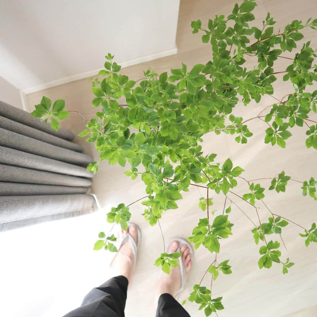佐藤愛子のインスタグラム：「おうちのドウダンツツジ。 観葉植物のフィカスも新芽がちょこんと出てきて、そろそろ栄養剤あげつつ、葉の剪定もしようかなと思っております。  暑いのでスリッパを夏仕様に変えましたっ！  #ドウダンツツジ #フィカス #ゴムの木 #greenlife #観葉植物」