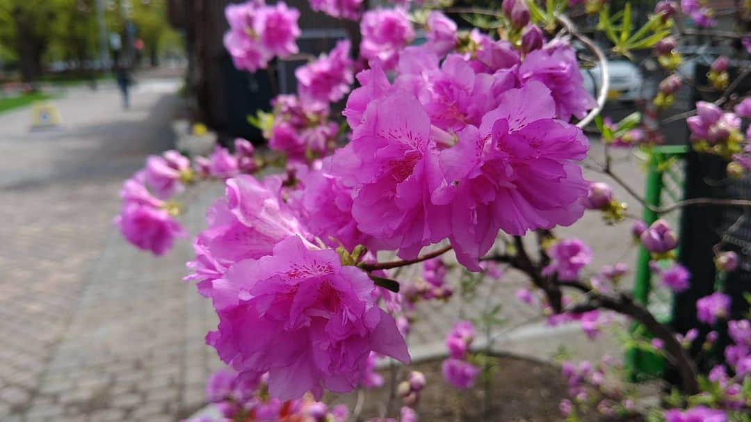 北海道放送「今日ドキッ!」さんのインスタグラム写真 - (北海道放送「今日ドキッ!」Instagram)「天気担当Sです。  きょうの大通公園 サクラに続けと 咲き始めたのは #ツツジ🥰  子どもの頃、 よく花の蜜、吸ったなー と、思い出に浸ります…  でも中には蜜に毒性をもつ 種類もあるとか😨  いま思えば、 ヒヤヒヤもんです( ; ﾟДﾟ)  #そらリサーチ 写真募集中！ 詳細は  #今日ドキッライフ で検索」5月12日 15時35分 - hbc_kyodoki