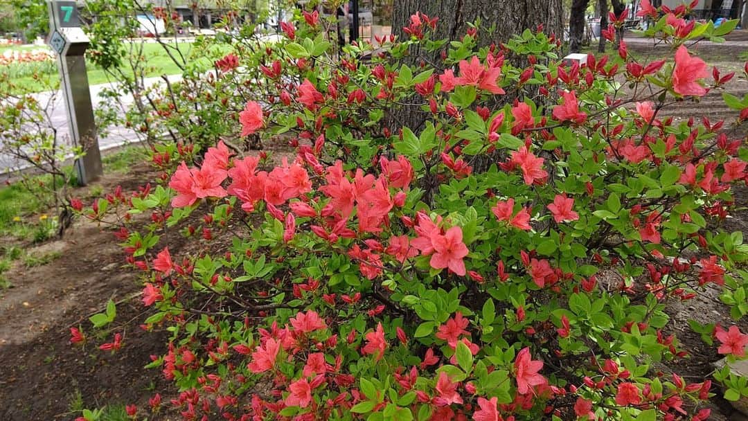 北海道放送「今日ドキッ!」さんのインスタグラム写真 - (北海道放送「今日ドキッ!」Instagram)「天気担当Sです。  きょうの大通公園 サクラに続けと 咲き始めたのは #ツツジ🥰  子どもの頃、 よく花の蜜、吸ったなー と、思い出に浸ります…  でも中には蜜に毒性をもつ 種類もあるとか😨  いま思えば、 ヒヤヒヤもんです( ; ﾟДﾟ)  #そらリサーチ 写真募集中！ 詳細は  #今日ドキッライフ で検索」5月12日 15時35分 - hbc_kyodoki
