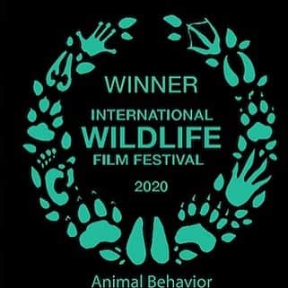 Tim Lamanさんのインスタグラム写真 - (Tim LamanInstagram)「Have you seen “Dancing with the Birds” on Netflix?  I’m excited to share that this film (which I worked on filming with a great team from Silverback films) recently won the “Best Animal Behavior” Film at the International Wildlife Film Festival!  It also is listed right now on the Apple News feed as one of the top 17 documentaries to watch on Netflix!  Swipe to see the trailer.  Enjoy on Netflix anytime you need a little avian entertainment.  You might be be a little impressed with the efforts male birds go through to dazzle their partners, and who knows, maybe demand a little more effort from yours?  #birdsofparadise #dancingwiththebirds」5月12日 11時15分 - timlaman