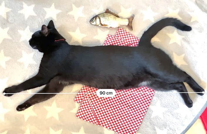 しおやてるこさんのインスタグラム写真 - (しおやてるこInstagram)「今日の30cm、90cm #黒猫」5月12日 11時17分 - shiochin1129