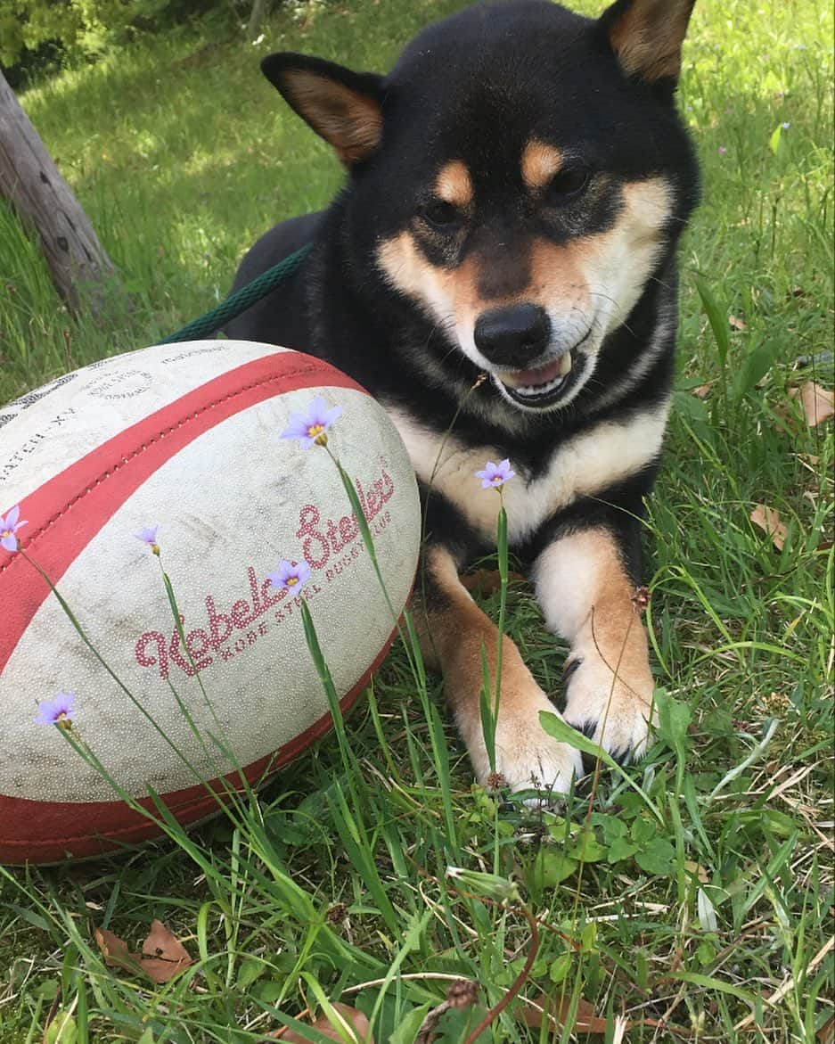 ラファエレ・ティモシーさんのインスタグラム写真 - (ラファエレ・ティモシーInstagram)「Training done for the day ✅🐕🏉 @shibainu.jax #shibainu #しばいぬ」5月12日 11時19分 - timlafaele