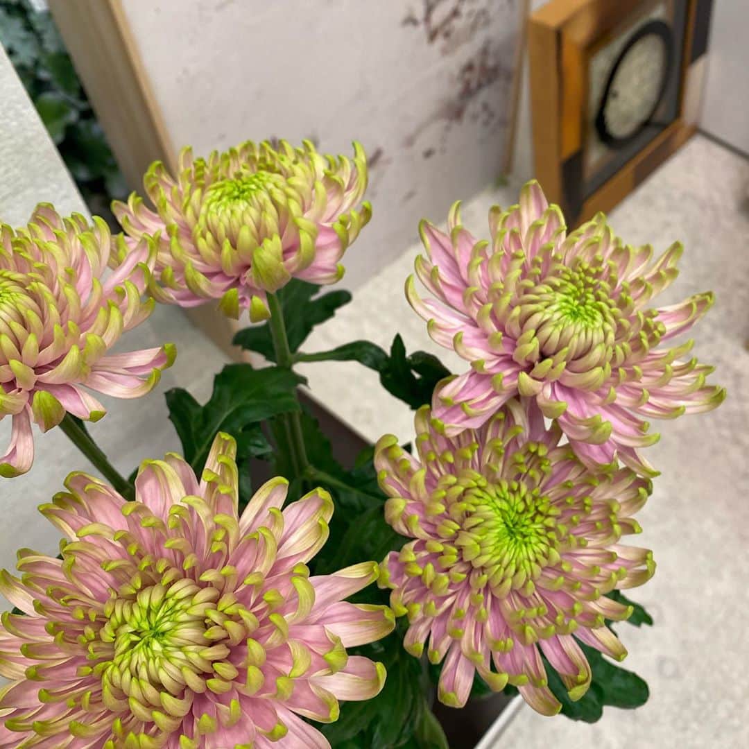 上山真未さんのインスタグラム写真 - (上山真未Instagram)「スタジオの花シリーズ💐﻿ ﻿ 今回ふんだんにあしらわれている﻿ ピンクの花びらが先端にいくほど﻿ 黄緑になっている花。﻿ 菊の一種だと思うのですが、﻿ 印象に残る美しさですよね✨﻿ ﻿  #花スタグラム  #flowerstagram  #東海テレビ #ニュースOne #上山真未 #アナウンサー」5月12日 12時11分 - ueyama_mami